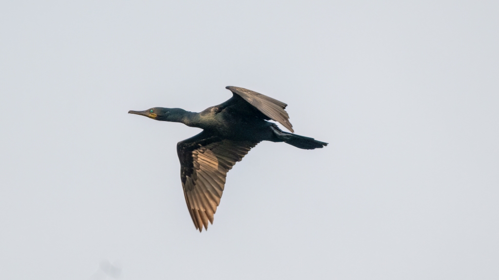 Indian Cormorant